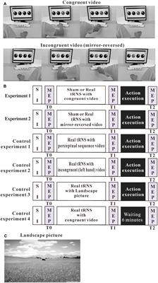 Interaction Between Transcranial Random Noise Stimulation and Observation-Execution Matching Activity Promotes Motor Cortex Excitability